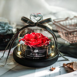 Everlasting Rose Lumina.